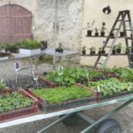 Vente de plantes - Les terrasses de Perramond 1