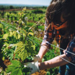 Dégustation de vins : Domaine de la Petite Tuile 1