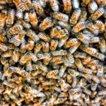 Café Paysan : La transmission en apiculture 7