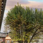 Printemps des poètes : Cantine en poèmes et chansons 20